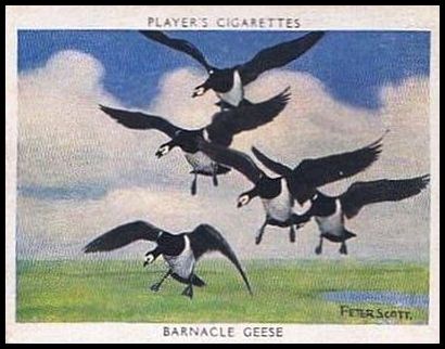 1 Barnacle Goose